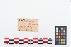 Etikett zu Bronzemehrkopfnadel (NHMW-PRAE-025605)